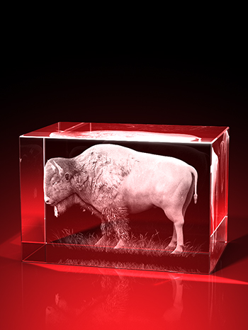 bison bilder, 3D Tiere, Tiere in Glas, geschenke für tierfreunde, GLASFOTO.COM