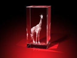 Giraffe - Quader – Giraffen Bilder bei GLASFOTO.COM