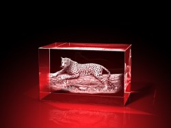 Leopardenstammbaum - Quader – Leoparden Bilder von GLASFOTO.COM