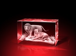 Löwenrevier - Quader – Löwenbilder von GLASFOTO.COM