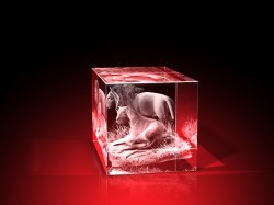 Löwenrevier - Quader – Löwenbilder von GLASFOTO.COM