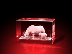 nashorn bilder, 3D Tiere, Tiere in Glas, geschenke für tierfreunde, GLASFOTO.COM