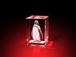 pinguin bilder, 3D Tiere, Tiere in Glas, geschenke für tierfreunde, GLASFOTO.COM