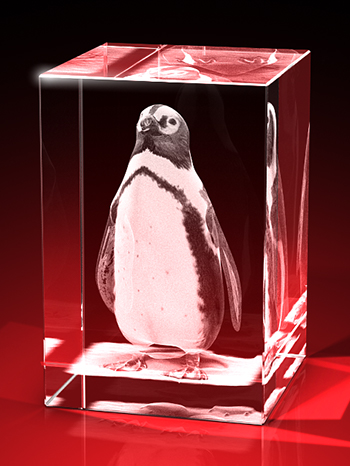 pinguin bilder, 3D Tiere, Tiere in Glas, geschenke für tierfreunde, GLASFOTO.COM