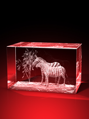 zebra bilder, 3D Tiere, Tiere in Glas, geschenke für tierfreunde, GLASFOTO.COM